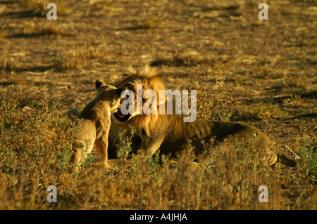 Lion mâle jouant avec cub dans Kalahari Gemsbok National Park Afrique du Sud Banque D'Images