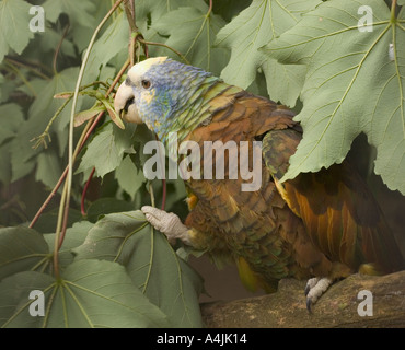 Saint Vincent (Amazona guildingii) juvenile, vulnérables, en se nourrissant de graines, captive, Royaume-Uni, Europe Banque D'Images
