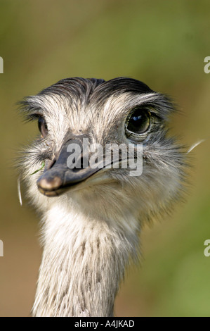 It-179BT D GRAND NANDOU FACE CLOSE UP Banque D'Images