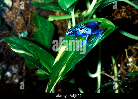 RF-35 AZURE POISON DART FROG ON LEAF Banque D'Images