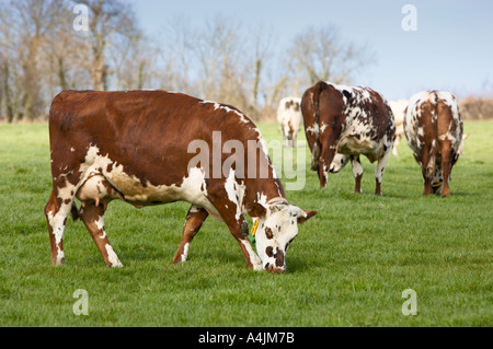 Normande vaches qui paissent dans un champ Normandie France Europe Banque D'Images