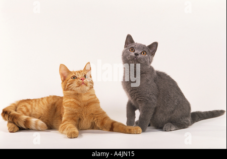 Deux jeunes European Shorthair - cut out Banque D'Images