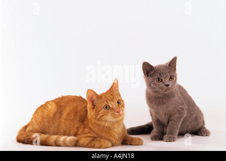 Deux jeunes European Shorthair - cut out Banque D'Images