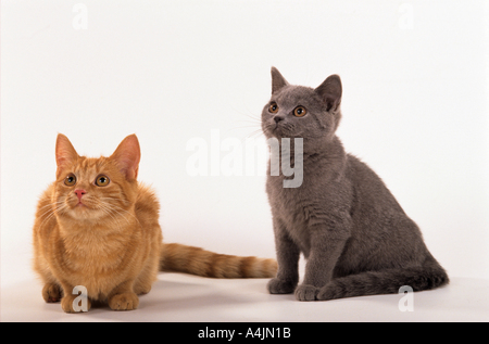 Deux jeunes European Shorthair - cut out Banque D'Images