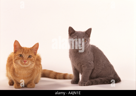 Deux jeunes European Shorthair - cut out Banque D'Images