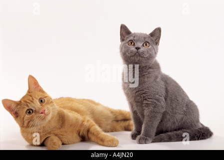 Deux jeunes European Shorthair - cut out Banque D'Images