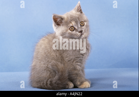 Young British Shorthair - assis - cut out Banque D'Images