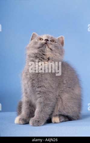 Young British Shorthair - assis - cut out Banque D'Images