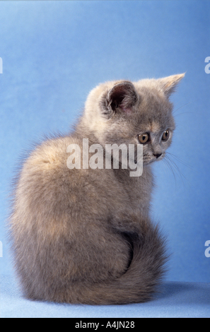 Young British Shorthair - assis - cut out Banque D'Images