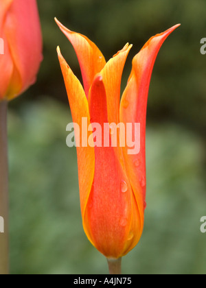 Close up of Orange Tulip après la pluie Banque D'Images