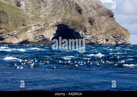 Diomedea melanophris Albatros sourcils noir troupeau la pêche au large de westpoint island dans les Malouines Banque D'Images