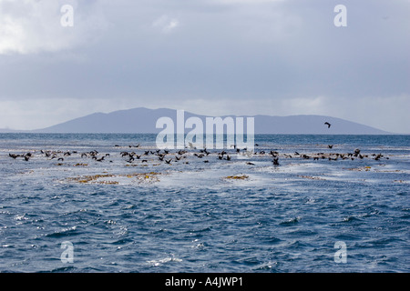 Très grand Cormoran Phalacrocorax atriceps albiventer survolant la mer dans les Malouines Banque D'Images