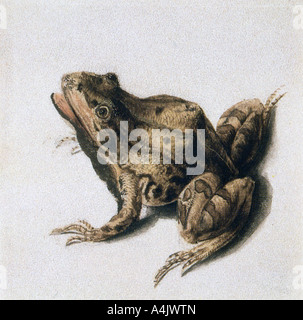 'Green Frog', 16ème siècle. Artiste : Joris Hoefnagel Banque D'Images