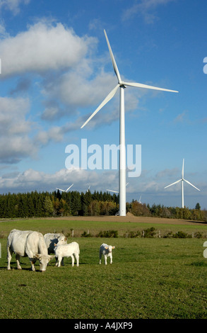 En face de bovins de l'éoliennes Ally Mercoeur windfarm, Département de la Haute-Loire, France, Europe Banque D'Images