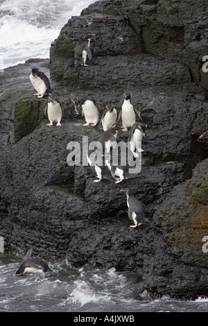 Gorfous sauteurs Eudyptes chrysocome descendre à la mer des rochers Falkland Banque D'Images