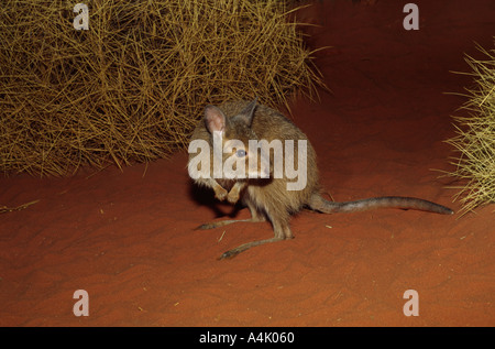 Mala a k un lièvre roux Wallaby wallaby hirsutus Banque D'Images