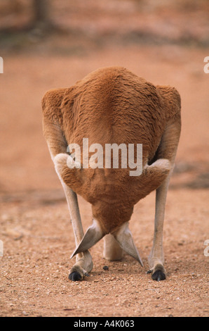 Macropus rufus kangourou rouge homme désirant entre ses pattes arrière Banque D'Images