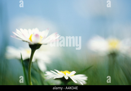 Bellis perennis Daisy UK Banque D'Images