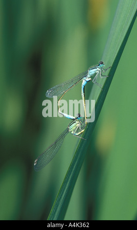 L'accouplement de demoiselles bleu commun UK Banque D'Images