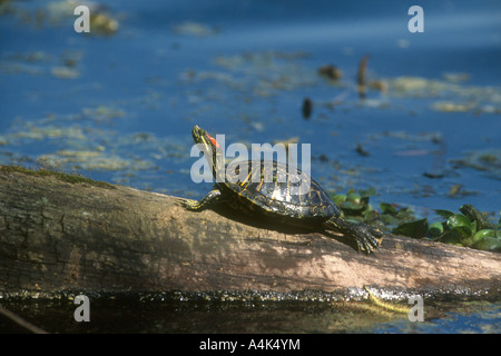 Tortue à oreilles rouges soleil adultes on a log Texas, USA. Banque D'Images