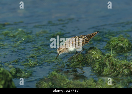 Peu de passage Calidris minuta de nourriture en bord de l'eau, Lesbos, Grèce Banque D'Images