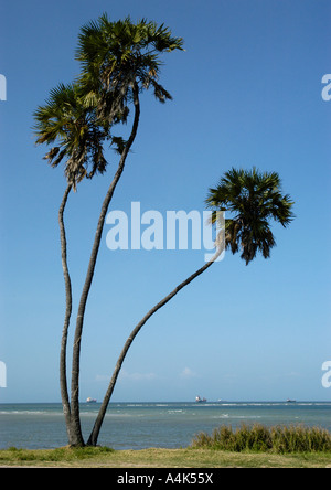 Un vieux Palmier, Hyphaene coriacea, le long d'Ocean Road, Dar es Salaam, Tanzanie Banque D'Images