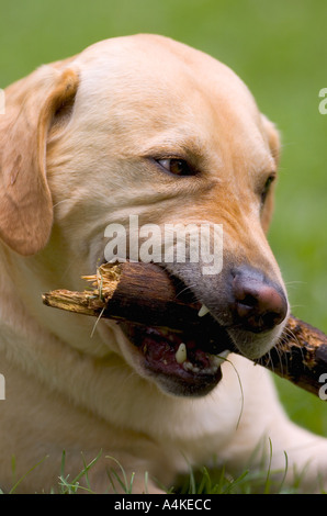 Chien mâchonne stick Banque D'Images