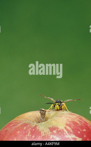 Guêpe commune Vespula Vulgaris (Apple) au Royaume-Uni Banque D'Images