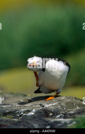 Macareux moine (Fratercula arctica) Comité permanent sur la roche de rayer lui-même avec son pied Banque D'Images