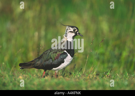 Sociable Vanellus vanellus vue latérale sur prairie humide Banque D'Images