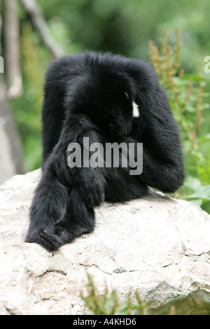 Triste gibbon mâle assis sur un rocher - Hylobates gabriellae Banque D'Images