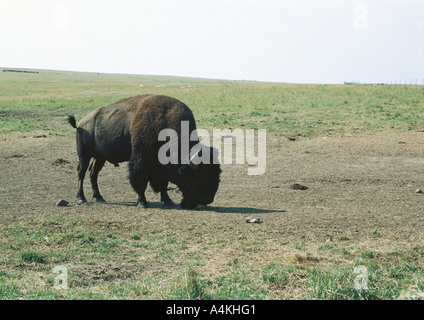 Le Dakota du Sud, Badlands National Park, buffalo grazing on plain Banque D'Images