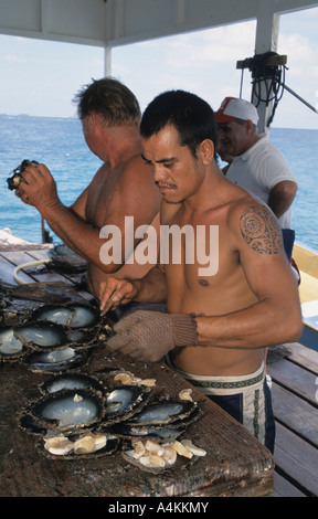 Au travail de toute fourniture d'ouvrir les huîtres de perles noires dans les Tuamotous Polynésie Française Banque D'Images