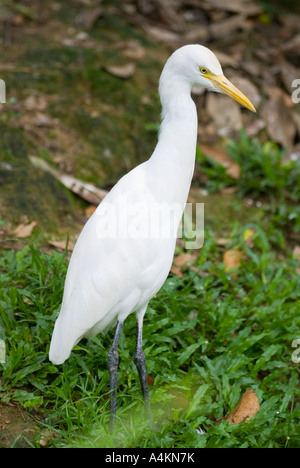 Bubulcus ibis le héron garde-boeuf Banque D'Images