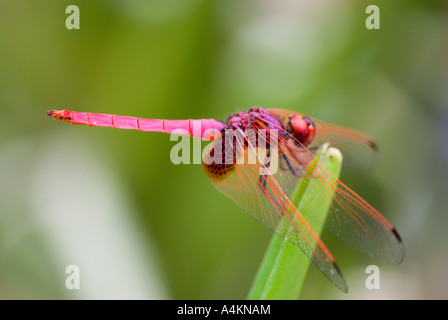 Dragonfly crocothemis servilia servilia photographié en Malaisie Banque D'Images