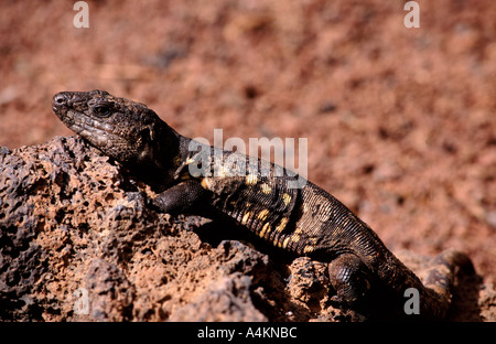 Lagarto Gigante de Gallotia simonyi femelle El Hierro machadoi Banque D'Images