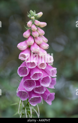 Digitalis purpurea. La digitale pourpre commune, digitale, Dame de Gant. Banque D'Images