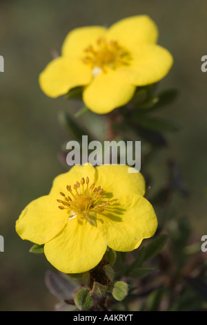 La potentille frutescente. Dasiphora fruticosa. Potentilla fruticosa. Pentaphylloides fruticosa. Banque D'Images