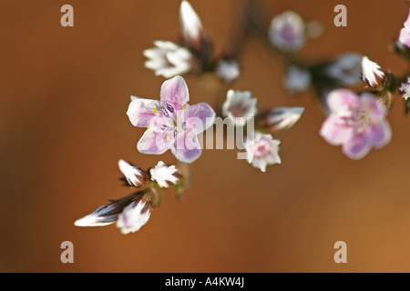 Goniolimon tataricum, Plumbaginaceae Statice, Allemand,une plante à partir de la sec, près de l'habitat rocheux au nord de la côte de la mer Noire, Bulgarie Banque D'Images