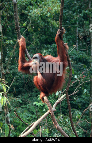 Pongo abelii orang-outan de Sumatra Pongo pygmaeus abelii précédemment Parc national de Gunung Leuser le Nord de Sumatra en Indonésie Banque D'Images