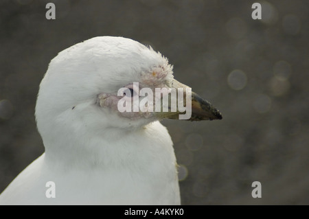 Sheathbill enneigés au Gold Harbour Beach Antarctique Géorgie du Sud Banque D'Images