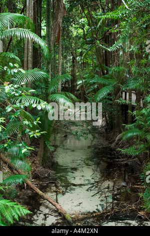 Wanggoolba Creek - Fraser Island, Queensland, Australie Banque D'Images