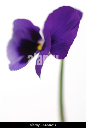 Pansy, gros plan Banque D'Images