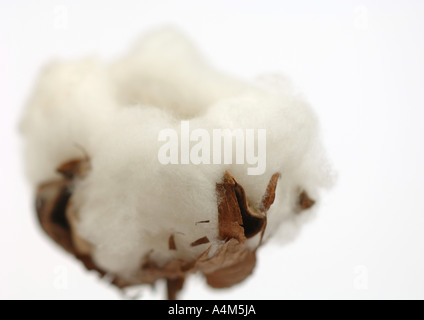 Cotton boll, close-up Banque D'Images