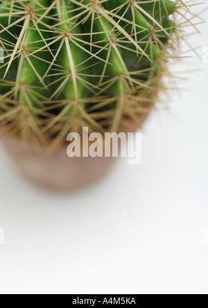 Cactus, high angle view Banque D'Images