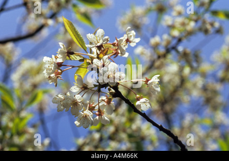 Fleurs de Cerisiers en fleurs Banque D'Images