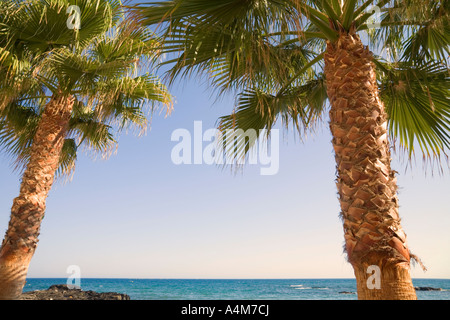 Deux palmiers et de la mer Banque D'Images