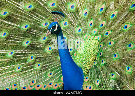 La magnifique parade nuptiale d'un paon coloré Banque D'Images