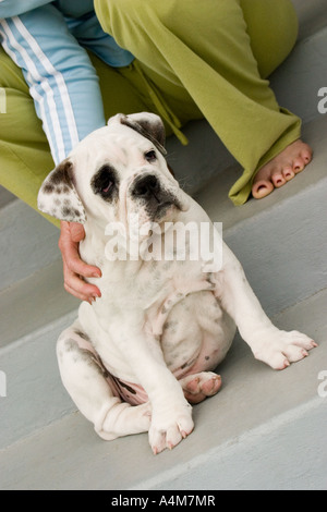 Un adorable chiot bouledogue étant caressé par son propriétaire Banque D'Images