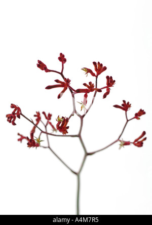 Pattes de kangourou Banque D'Images